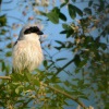 Tuhyk mensi - Lanius minor - Lesser Gray Shrike 4618